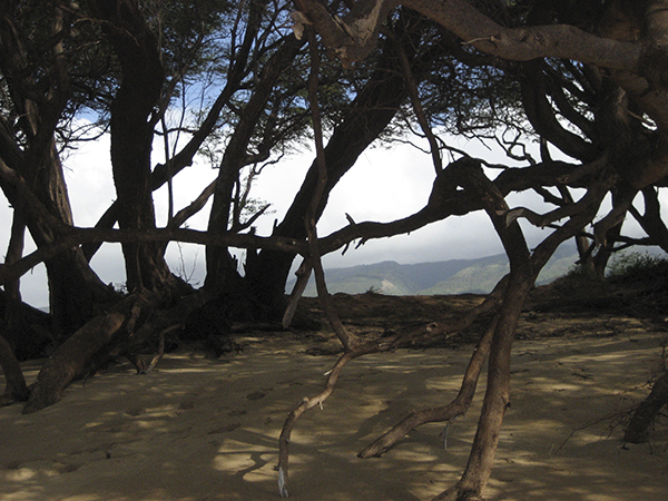 Maui Mangroves #1