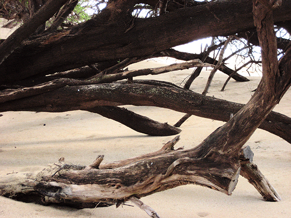 Maui Mangroves #2