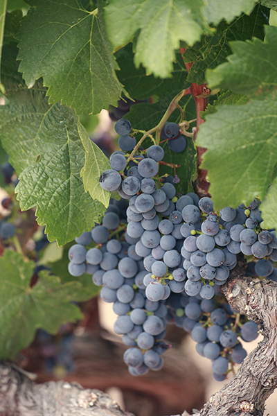 Sonoma Grapes