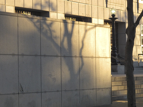 Tree Shadow