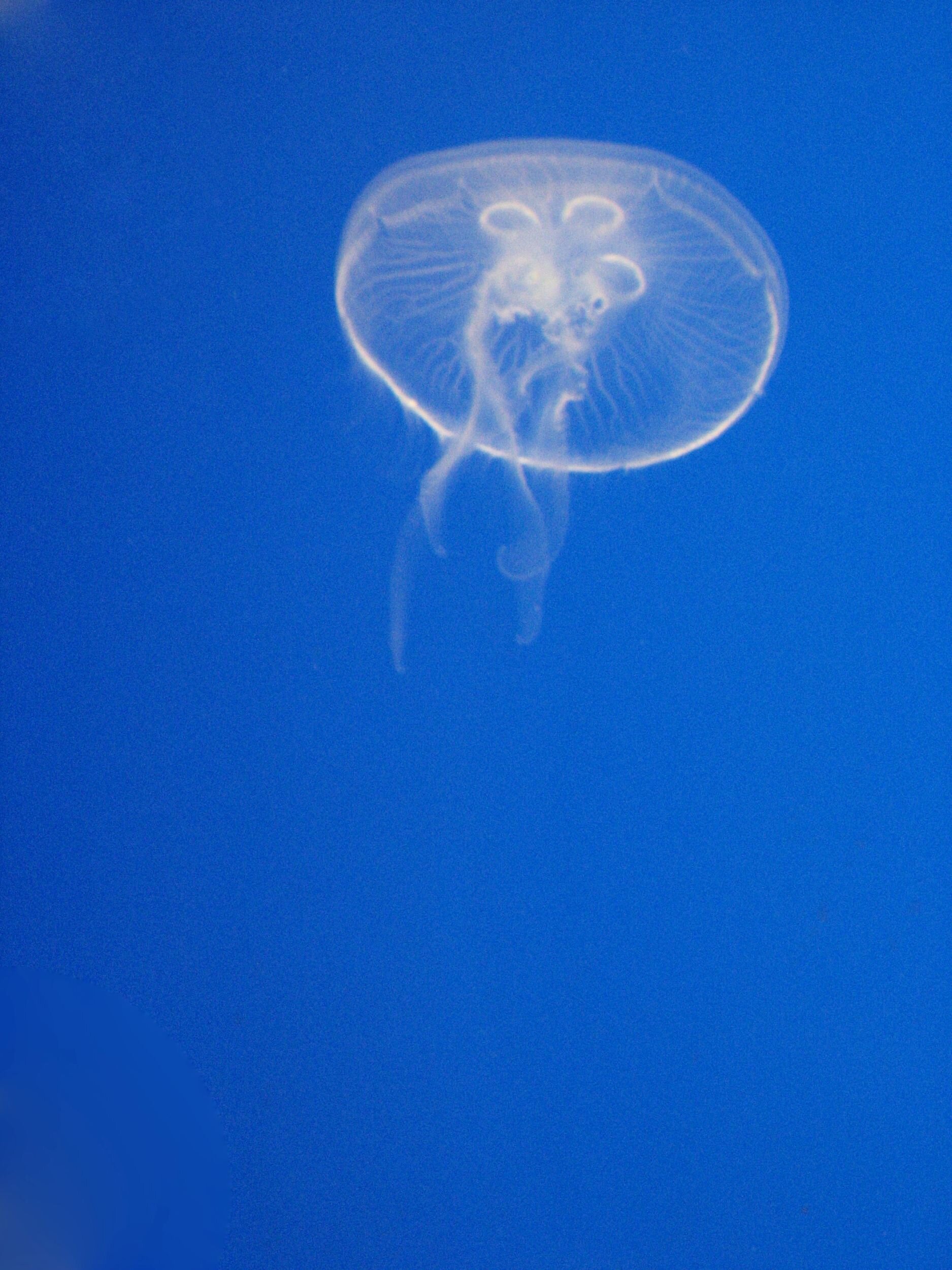 Deep Blue Jellyfish