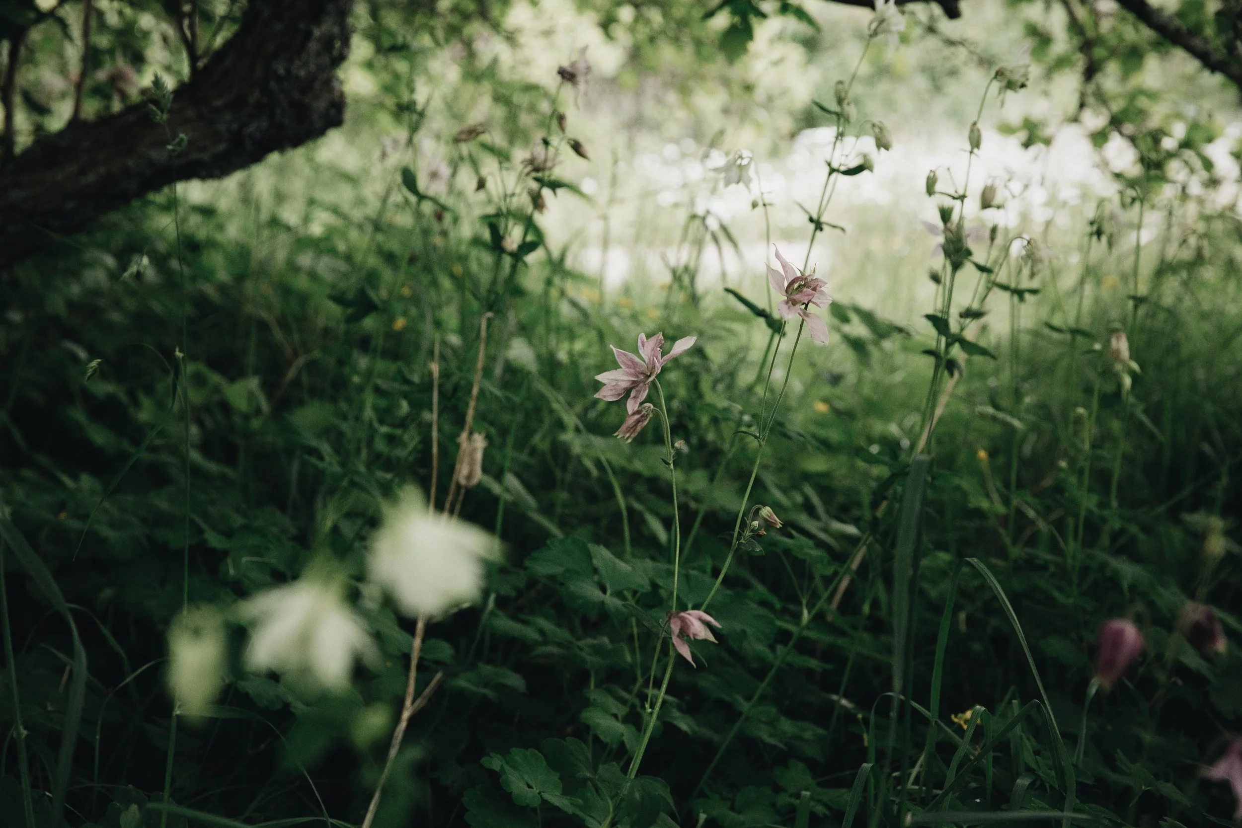 Fil 11.07.2017, 00.12.06.jpeg