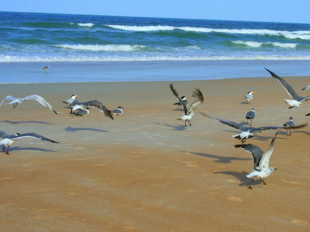 beach at condo.jpg