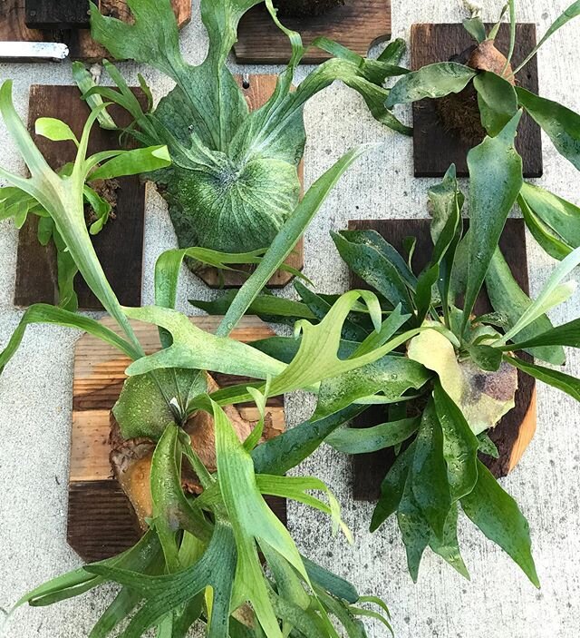 staghorn friends can use some fresh air once in a while too. 
#staghorn #mountedstaghornfern #plantenthusiast