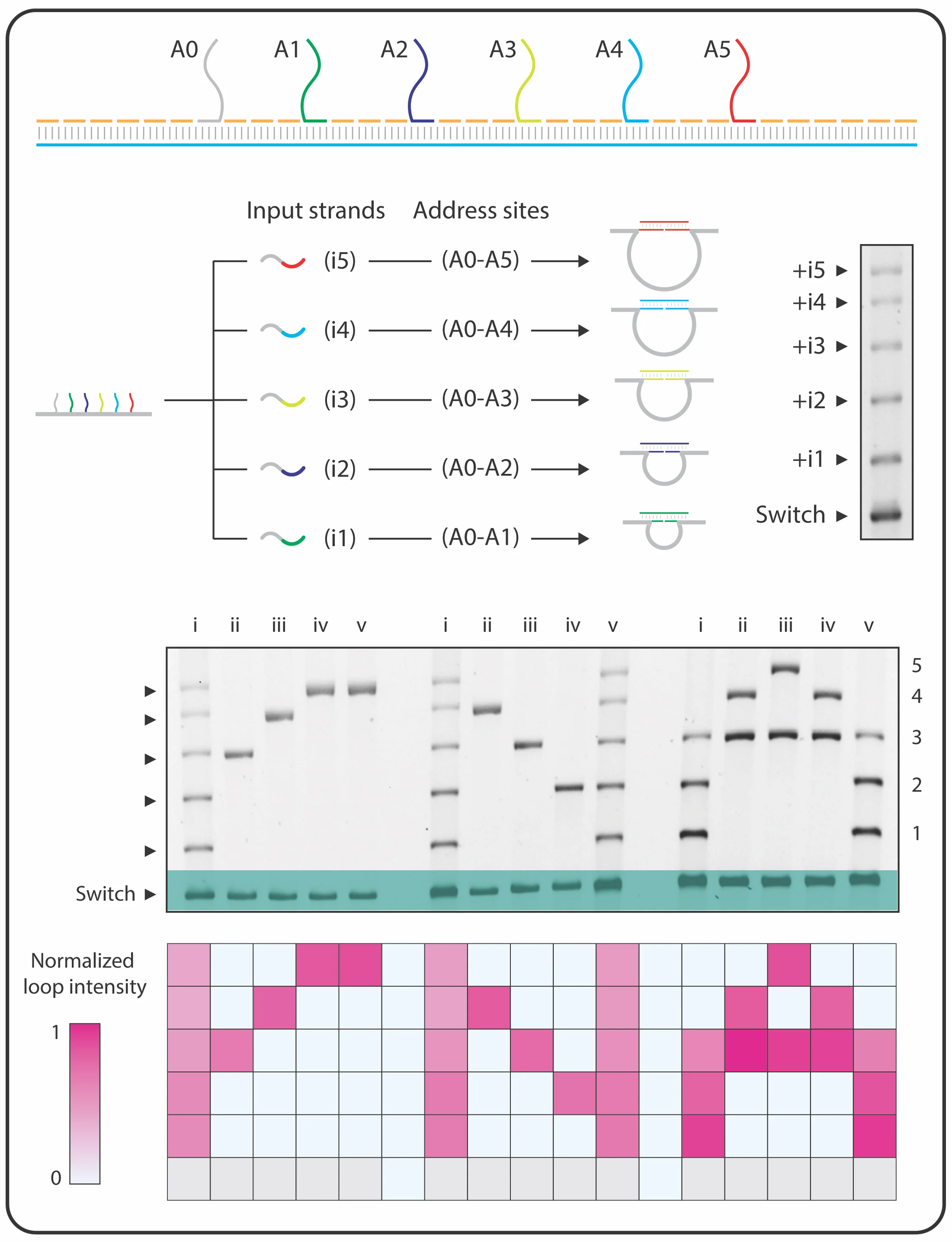 The nanoswitch (top) can bind five different input strands resulting in five unique loops for each (middle). Selective combinations of input strands can be chosen to display graphical outputs such as alphanumeric characters (bottom).