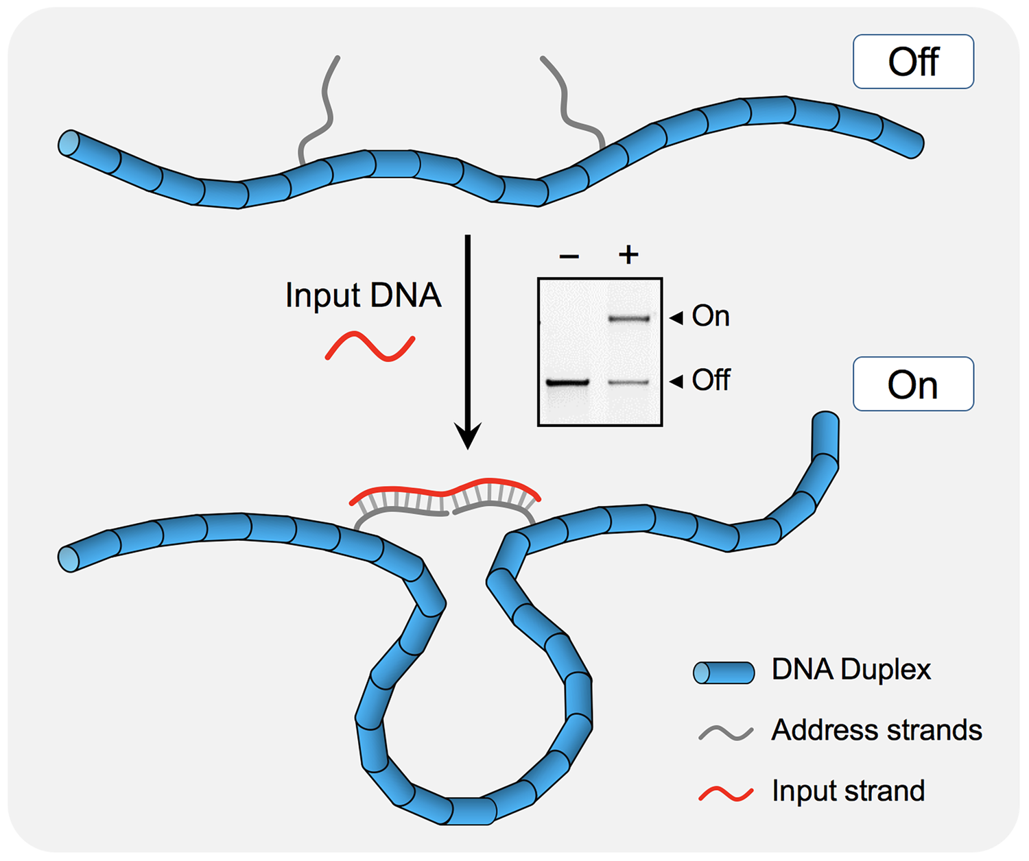 A DNA-based display console for molecular readouts