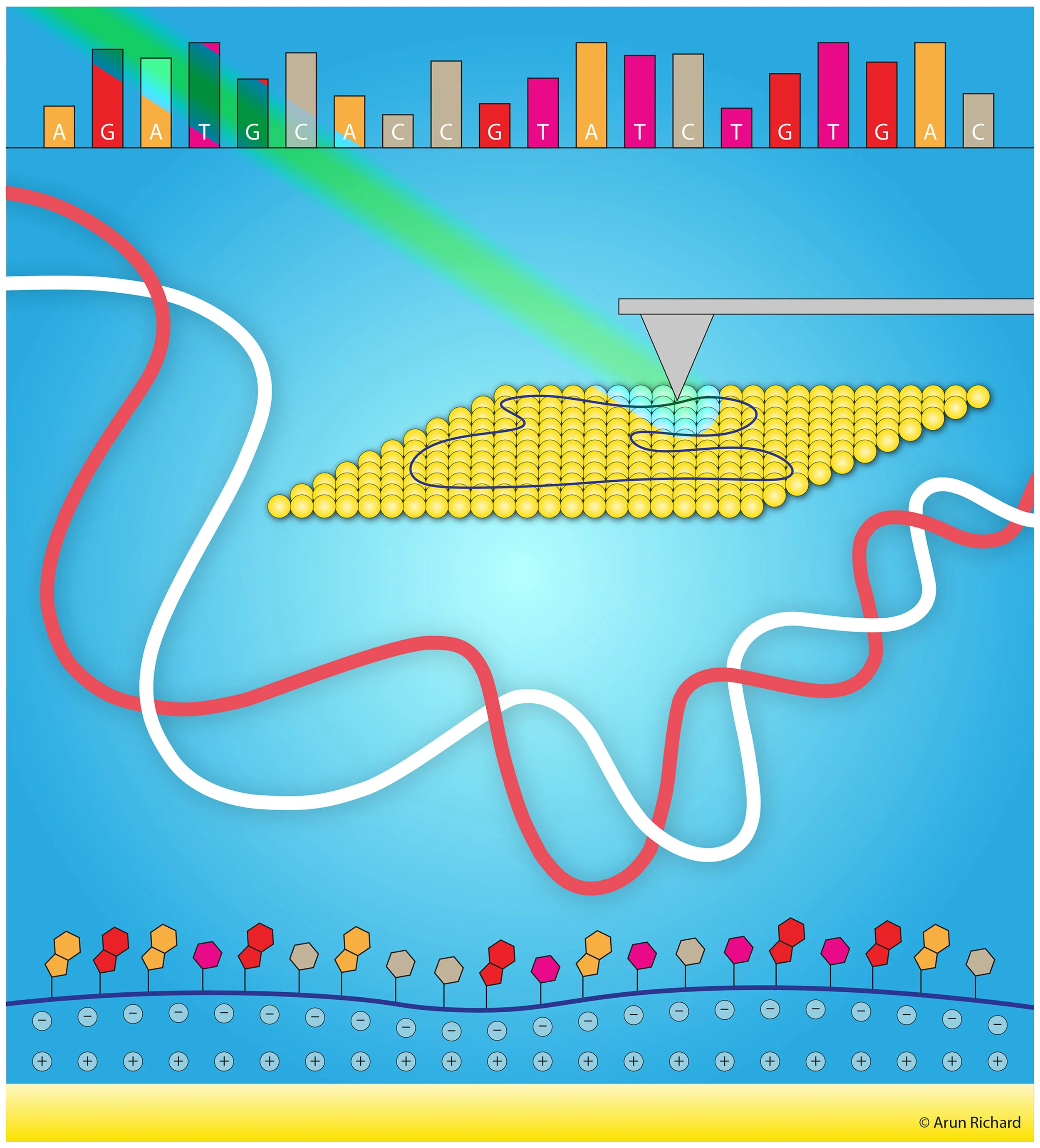 TERS for DNA detection. Tip-enhanced Raman imaging of single-stranded DNA with single base resolution. Cover image created for Journal of the American Chemical Society (JACS).