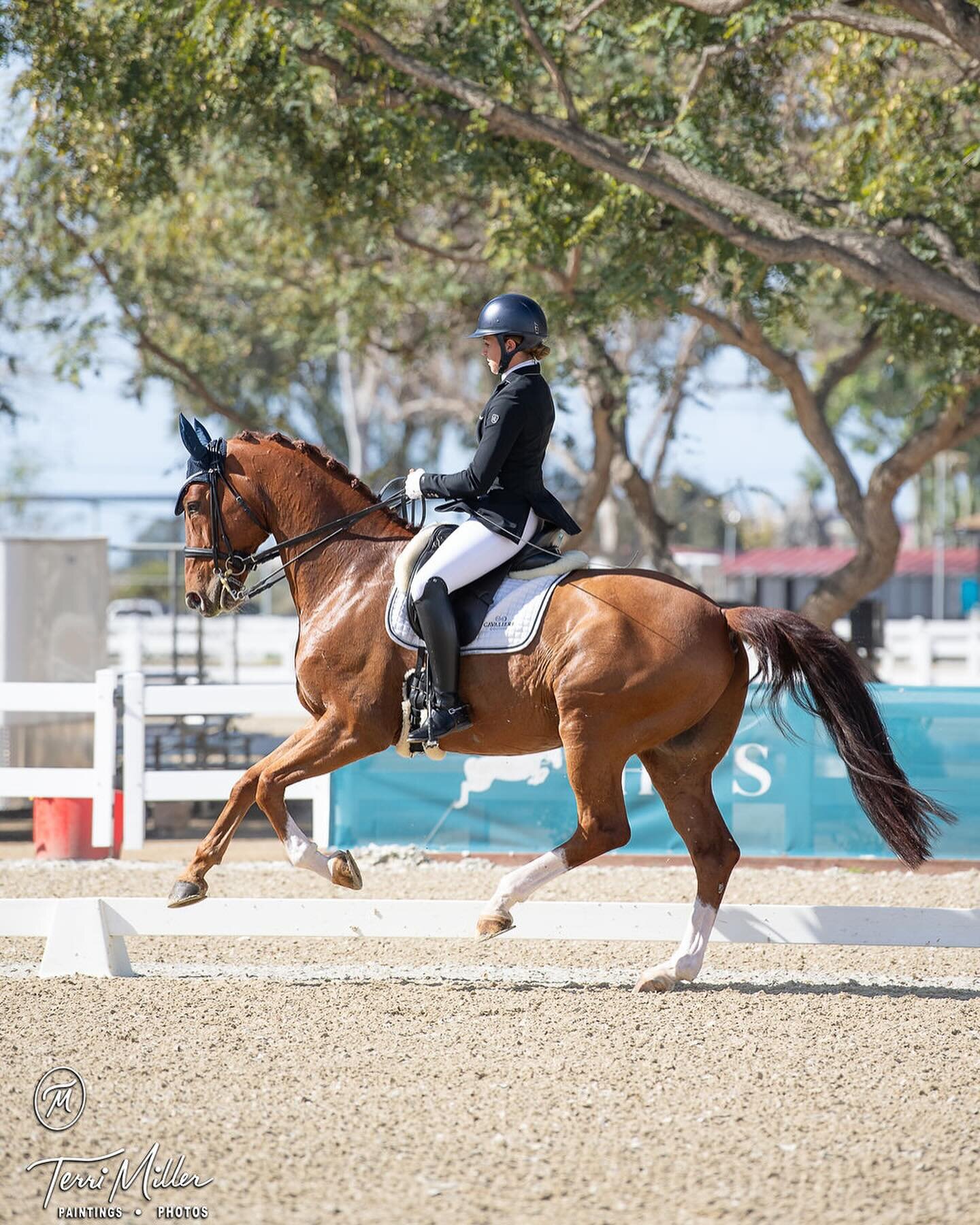 Few more the first HITS Del Mar Show of the season&hellip; thankful for the reopening of such a nice facility so close to us at @arroyodelmar ! 
.
.
.
. @trilogy_saddles @cavalierecouture 
. #frantz #exclusivedressageimports #dressage #showpark #hors