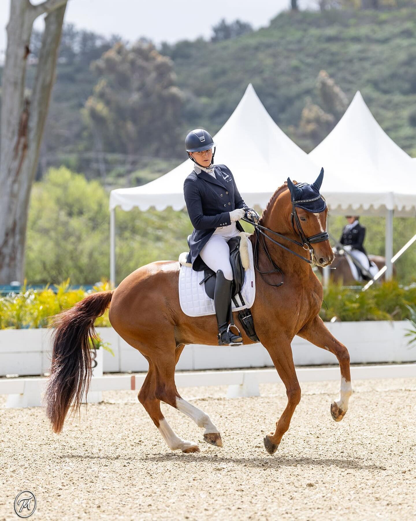 ☀️ And the countdown is on until the Del Mar National
.
.
.
@trilogy_saddles @arroyodelmar 
. #oldenburg #equestrian #dressage #jointhejoy #usef #usdf #ponyclubproud #delmar #sandiego