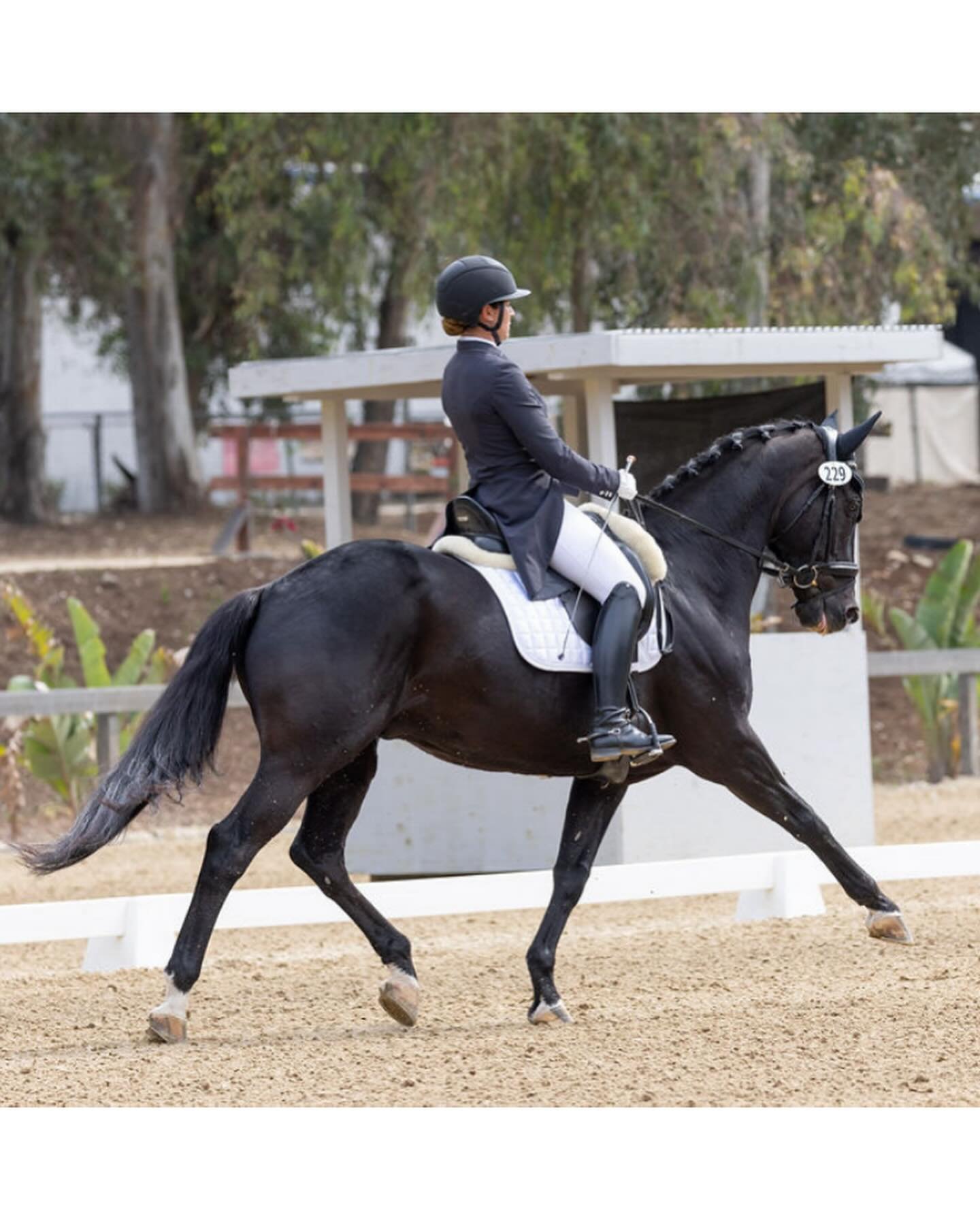 For your consideration: 

Darkpoint 🖤
2008 black 16.1 KWPN gelding

Sire: Westpoint
Dam sire:  Cabochon

Scores of 66-69 at PSG and I1. 

Wonderful temperament;  no spook or bolt, but still plenty forward. Endearing, goofy personality. 
Located in S