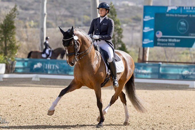 On a more serious note&hellip; action shots of circles in rectangles that are unfortunately not perfect yet 😜 
.
. Thank you @terrimillerartist for the excellent photography as always @tinafitchphotography 
. #oldenburg #warmblood #dressage #fei #ps