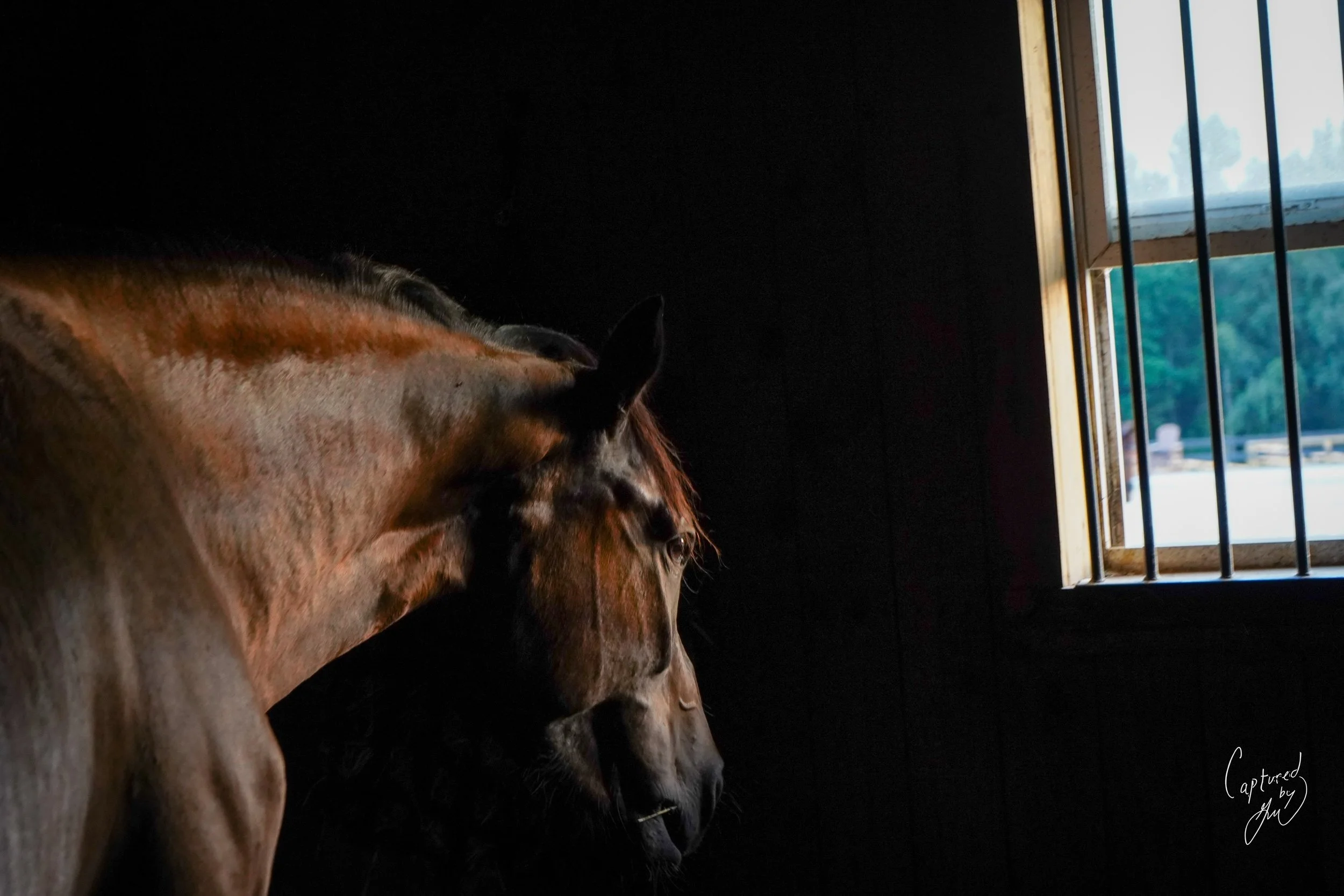 Barn life lately &bull;&bull;&bull;
Welcome to @serendipityfarmllc on the border of North and South Carolina&hellip;
Peaceful &bull; Fun &bull; All day Grass Turnouts &bull; All Weather Arena &bull; Chill Vibes &bull; Competition Training
&ldquo;For 