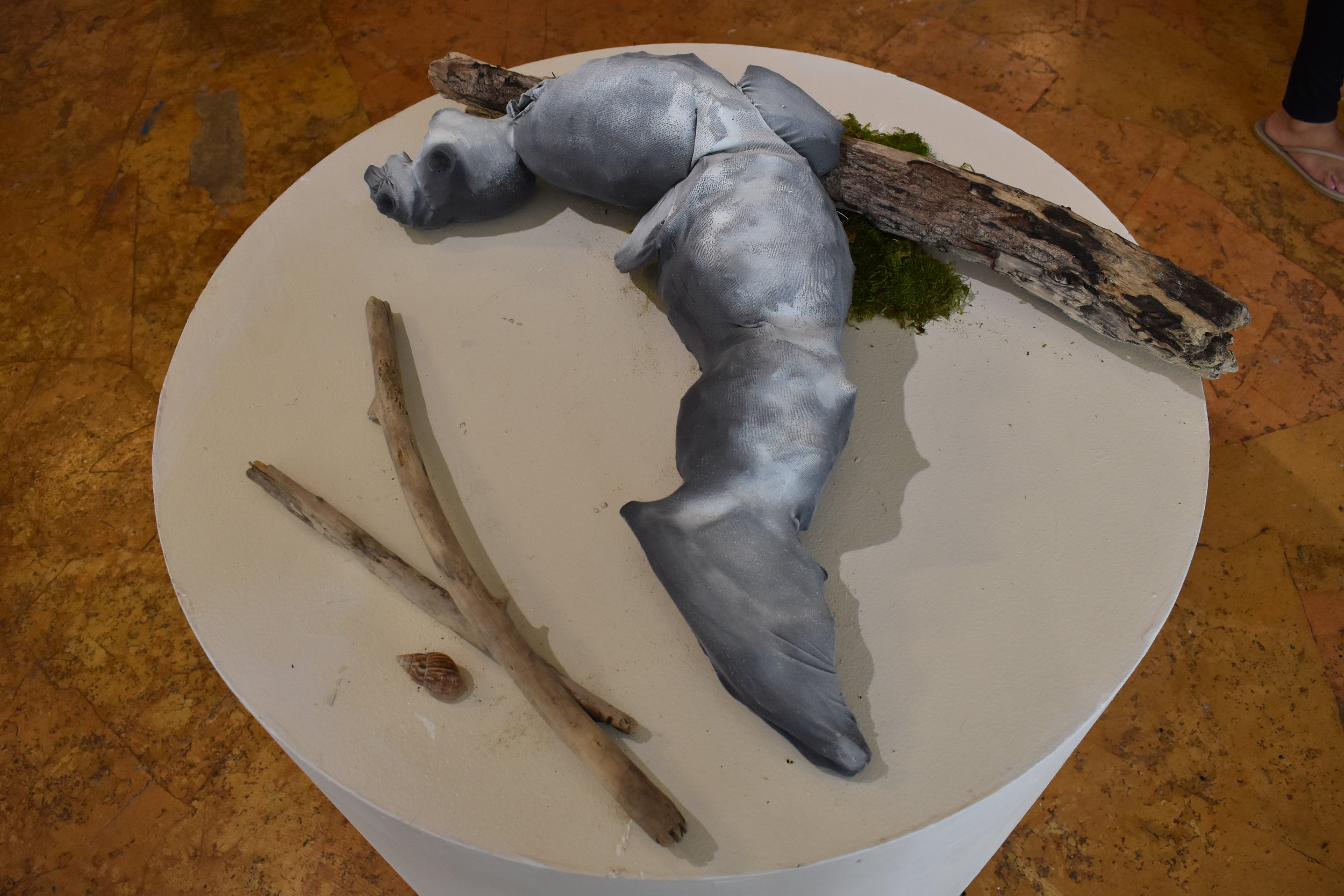  The seals were documented as being easily approachable and not aggressive. 