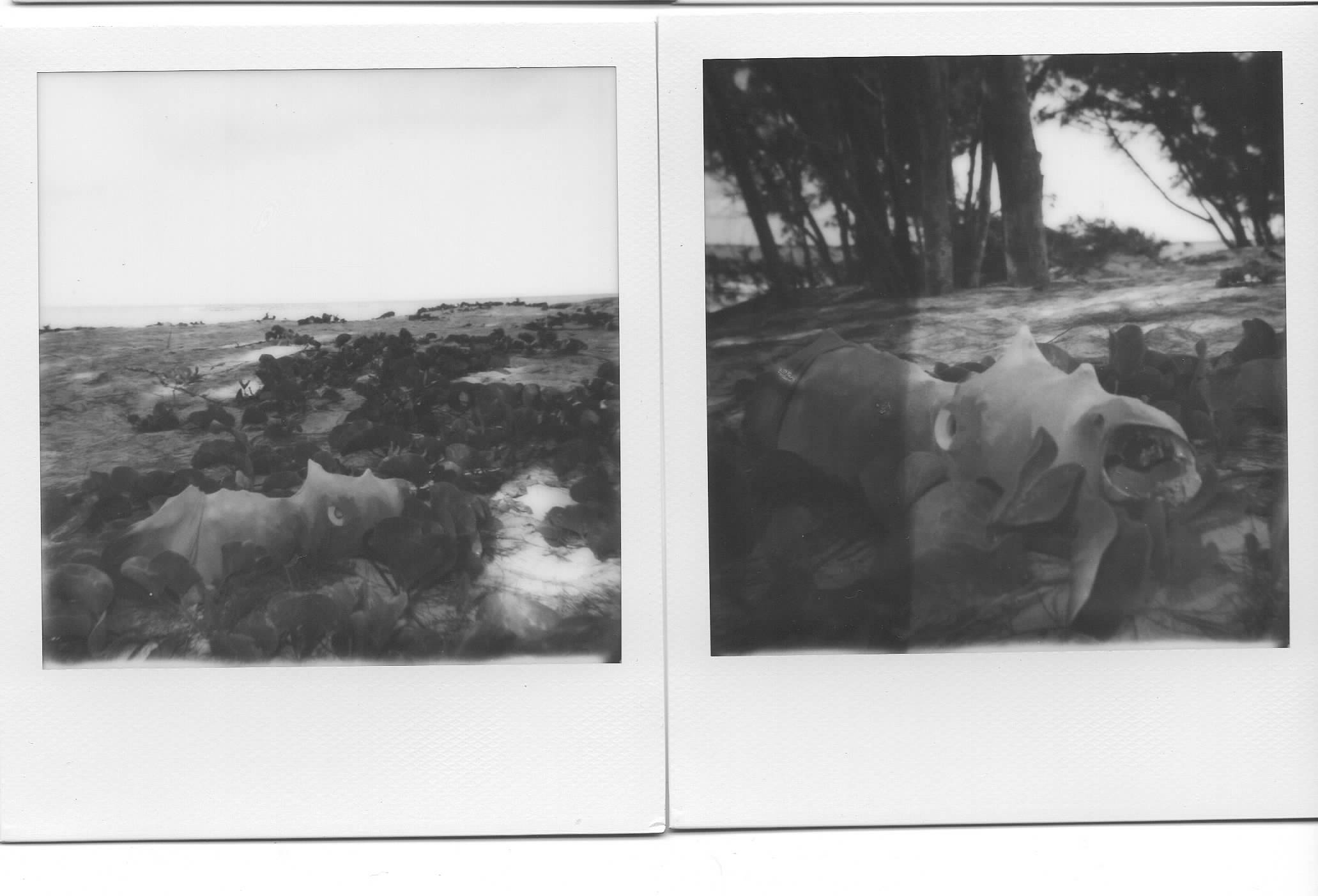 Polaroid fixes other.jpg