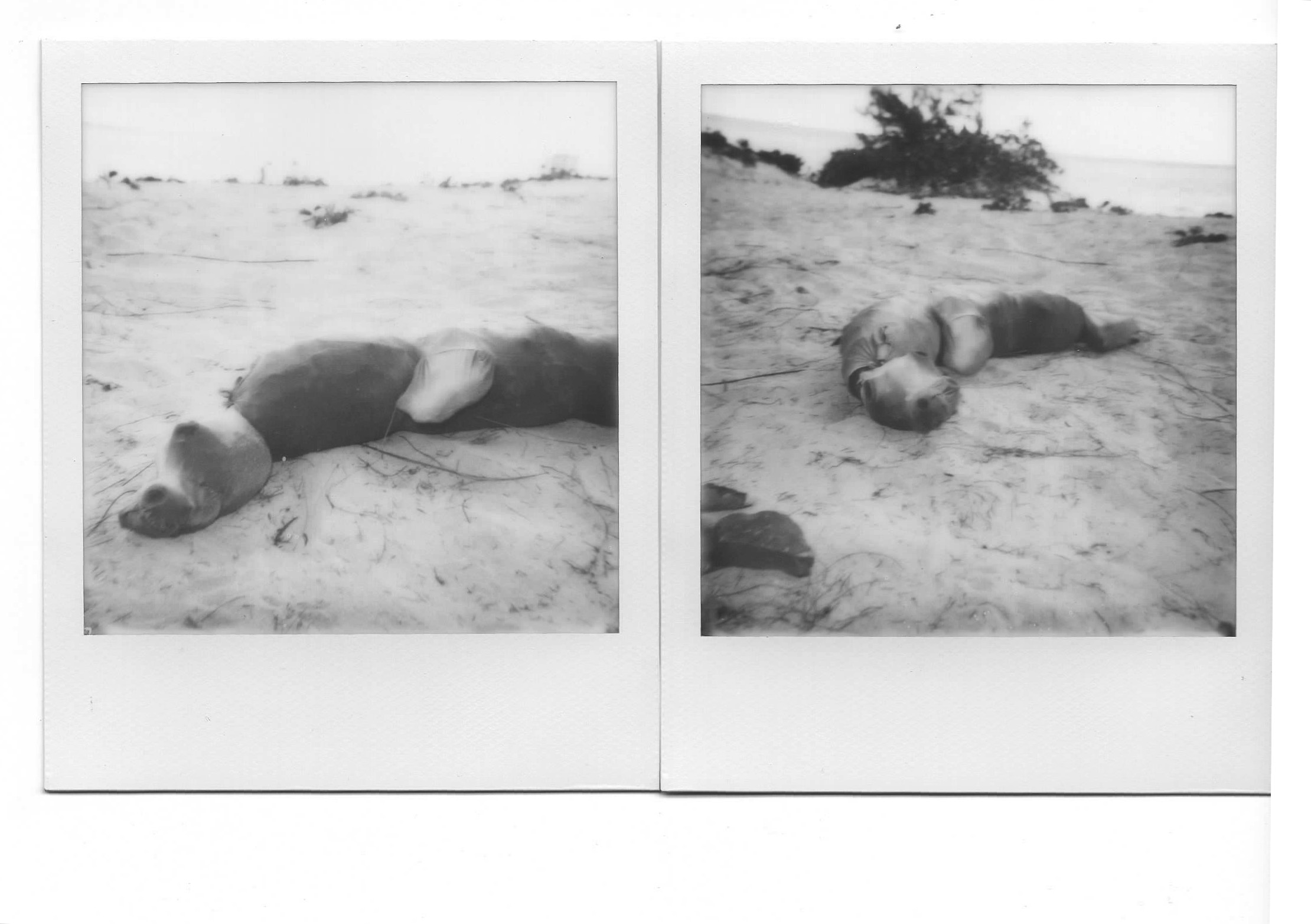 After building the animal sculptures, I took them out into the natural world, and photographed the unnerving juxtaposition of nature and these unnatural plastic-stuffed animals.