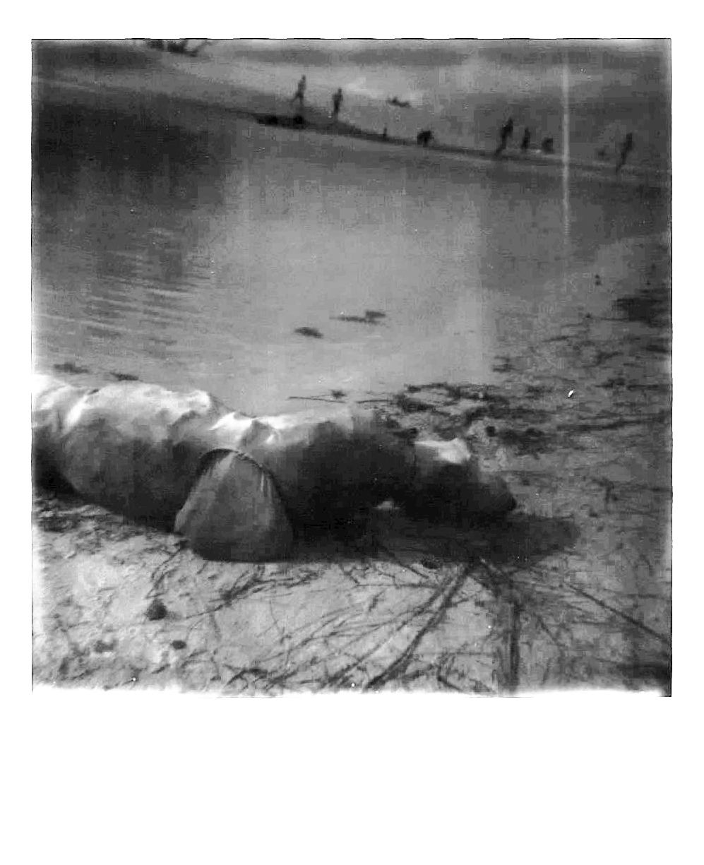 seal-polaroid.jpg