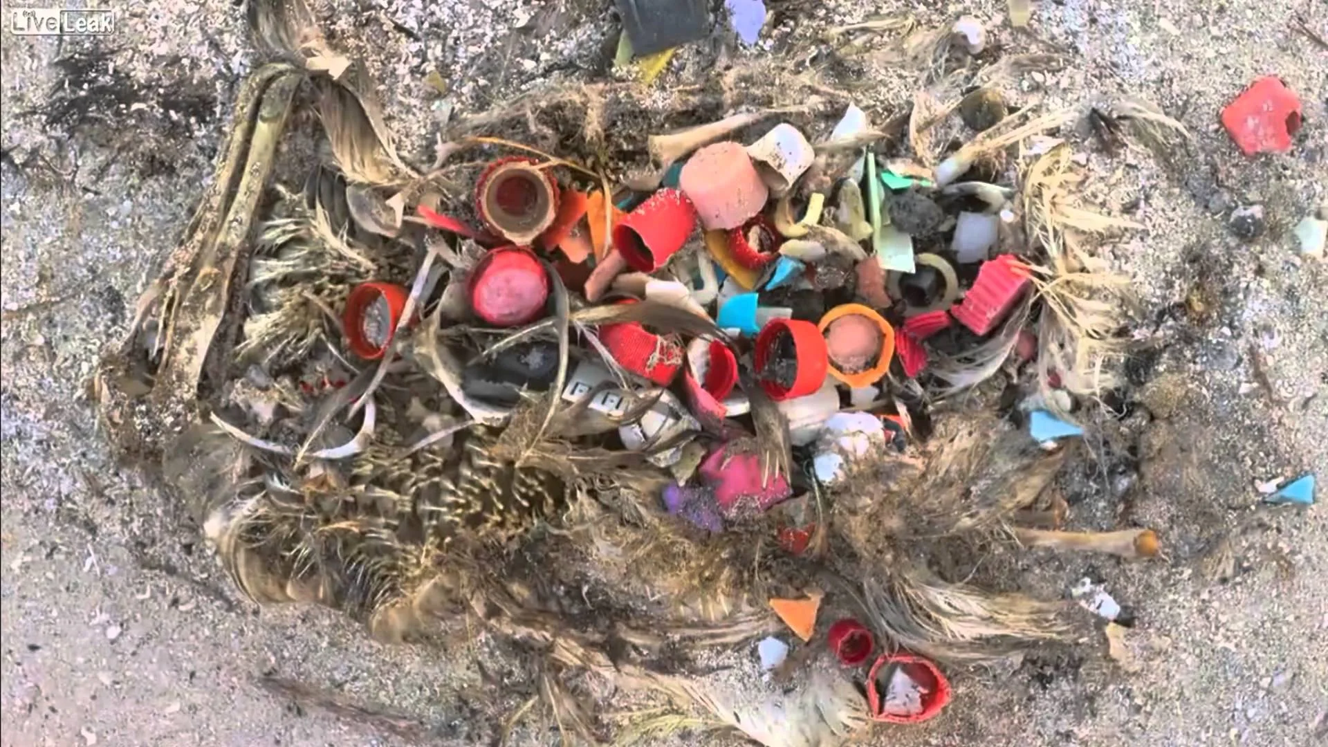Another real life image of a dead sea bird that likely died due to the overwhelming amount of plastic in its body. The parallel between the real life and the sculptures is tragically striking.
