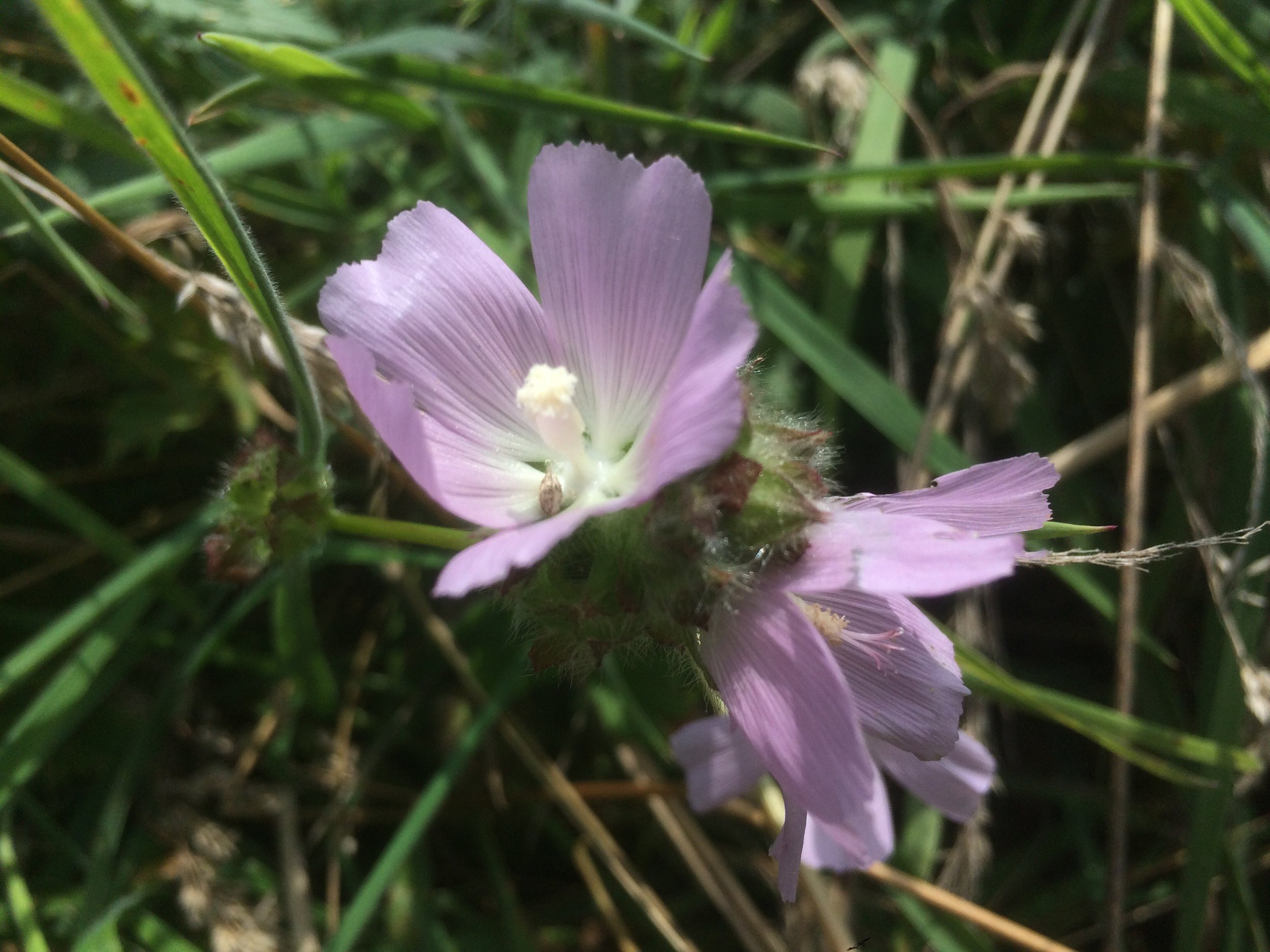 Point Reyes Checkerbloom (Sidalcea calycosa ssp. rhizomata)