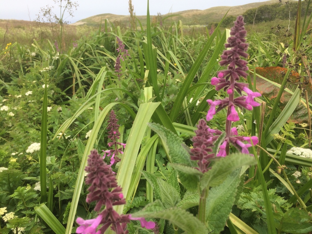 Coastal Hedge-Nettle (Stachys chamissonis)