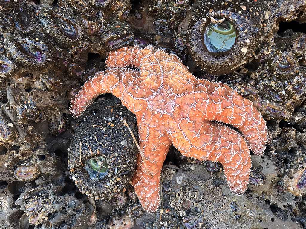 Ochre Sea Star (Pisaster ochraceus) holding Giant Green Anemone (Anthopleura xanthogrammica)