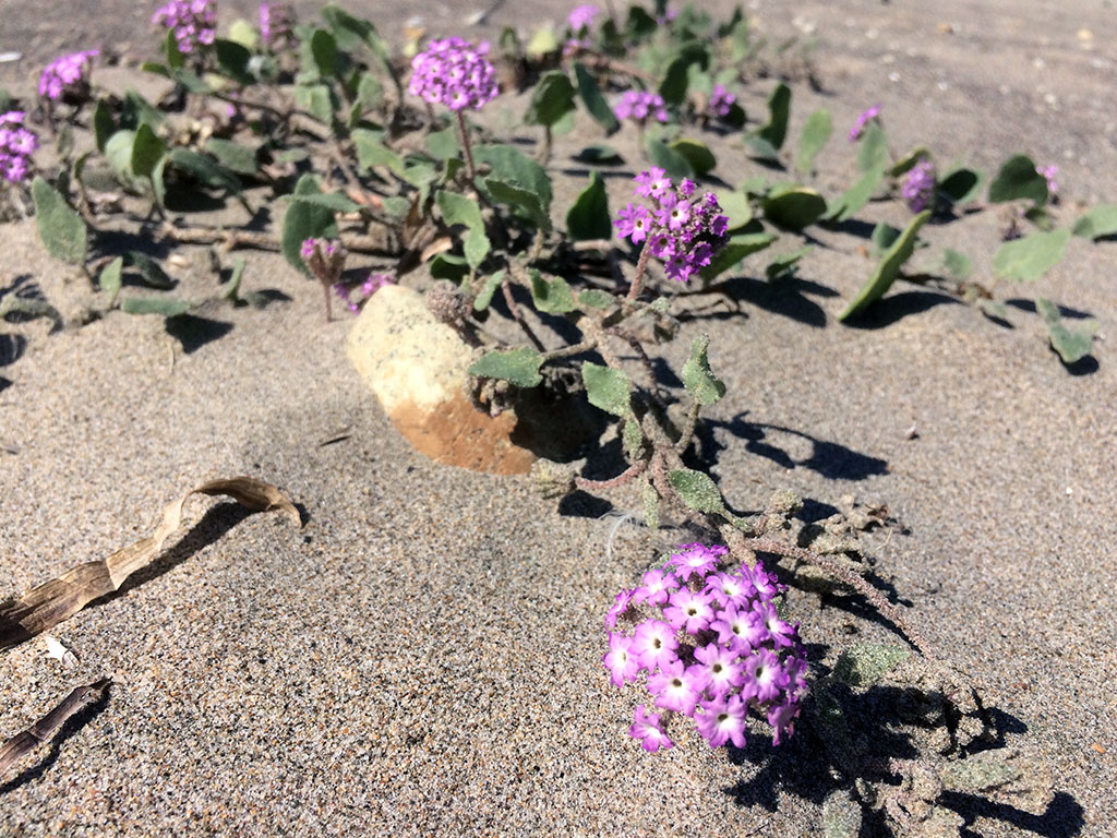 Pink Sand Verbena (Abronia umbellate)