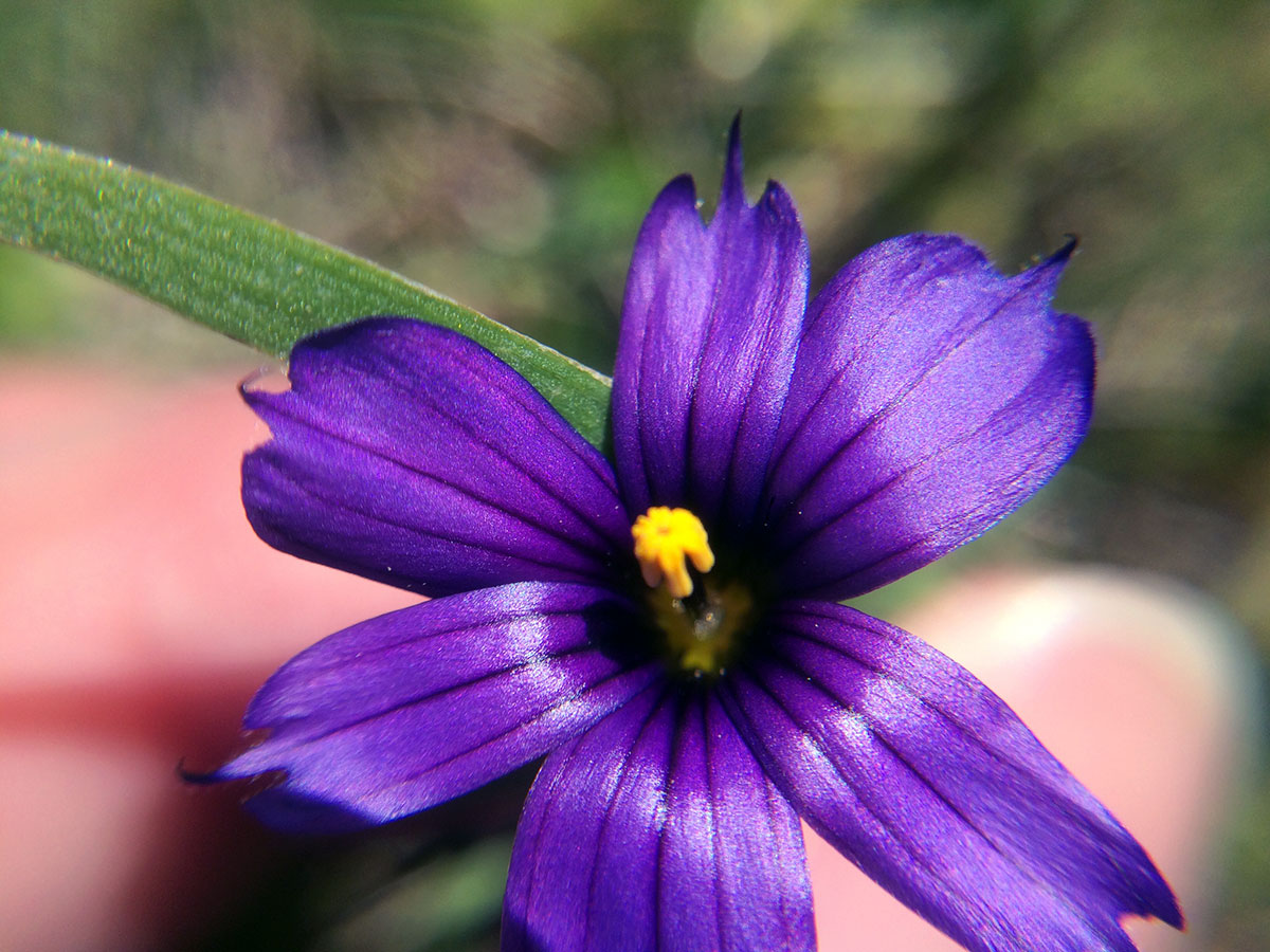 Western blue-eyed grass (Sisyrinchium bellum)