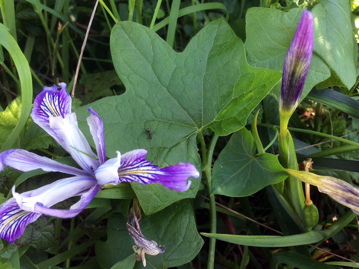 Douglas Iris (Iris douglasiana)