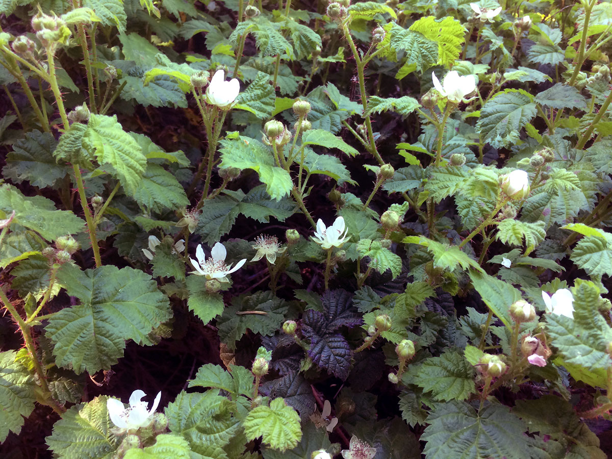 Trailing Blackberry (Rubus ursinus)