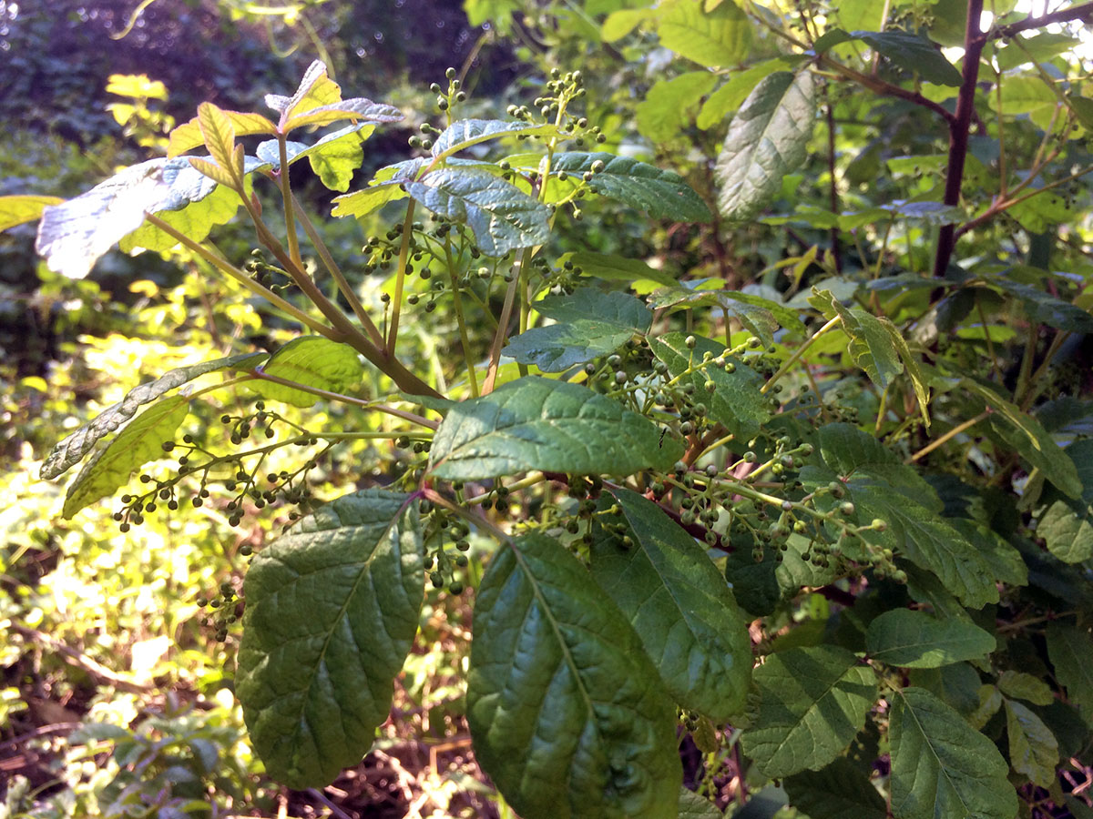 Pacific Poison Oak (Toxicodendron diversilobum) with berries