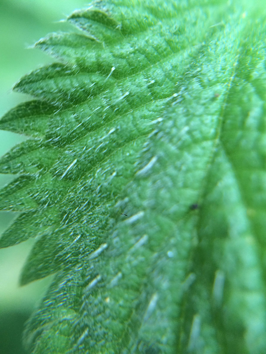 Stinging Nettle (Urtica dioica) detail