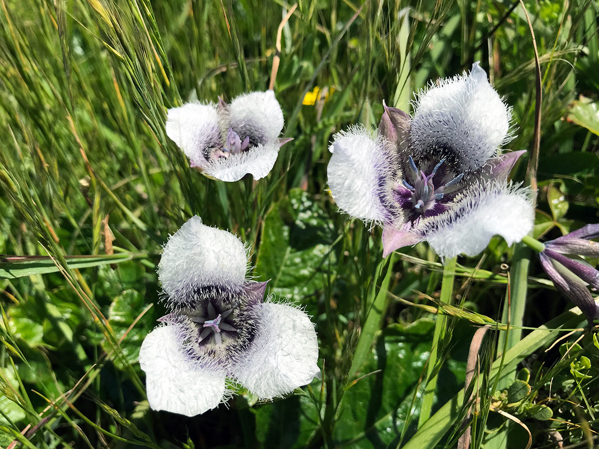 Pussy Ears (Calochortus tolmiei)