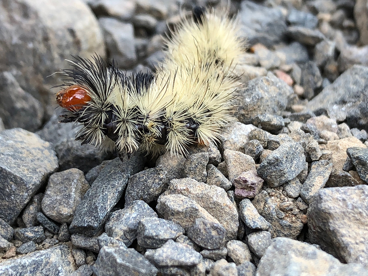 Tiger Moths (Subtribe Ctenuchina)