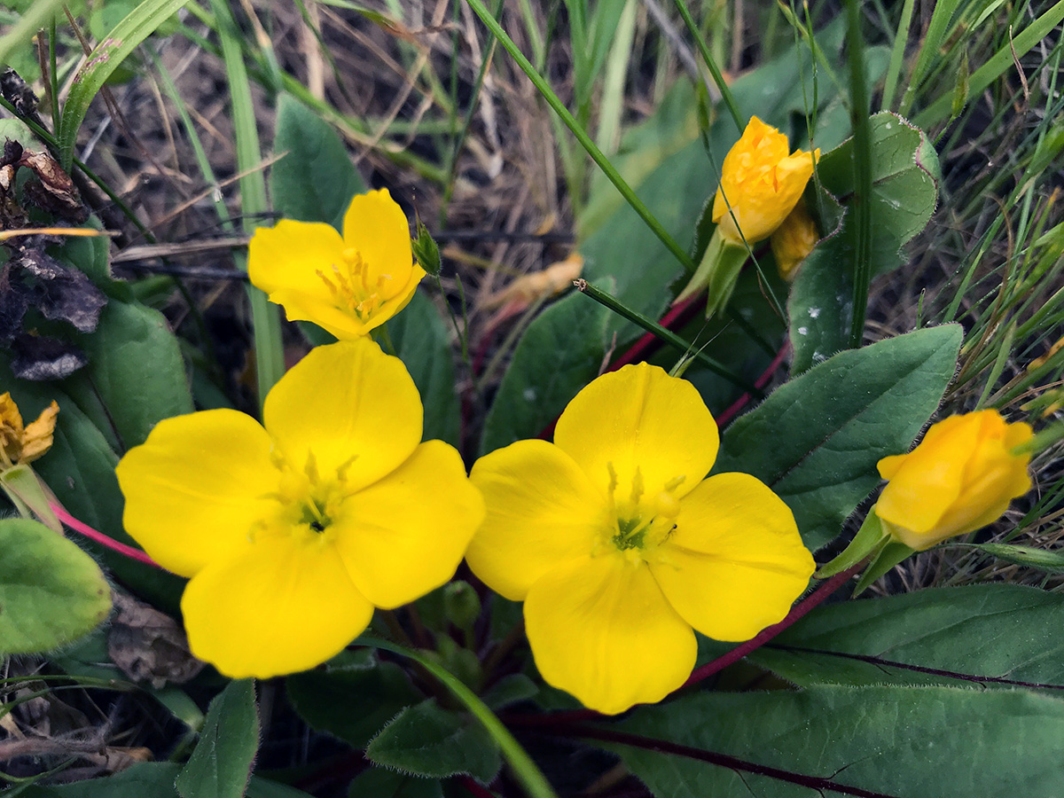 Sun Cup (Taraxia ovata)