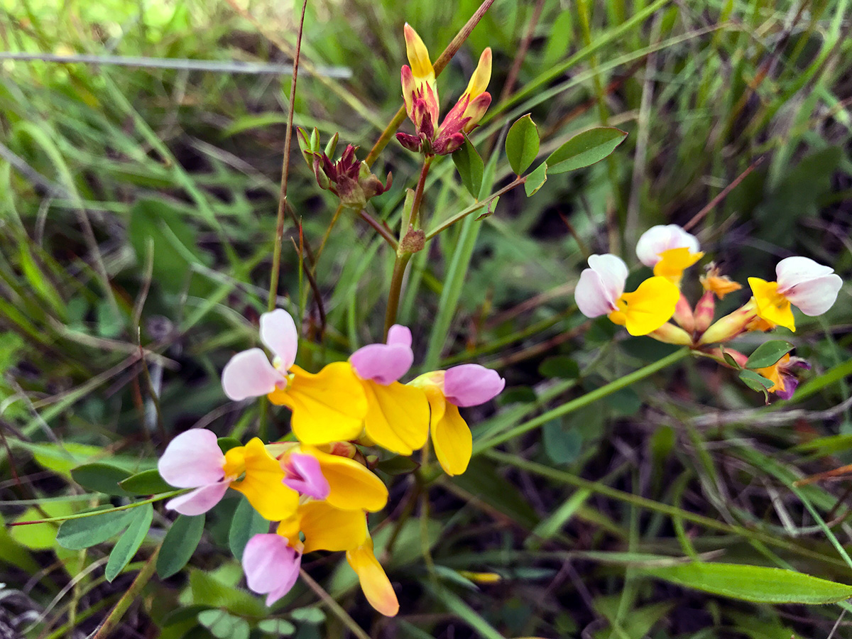 Witch's Teeth (Hosackia gracilis)