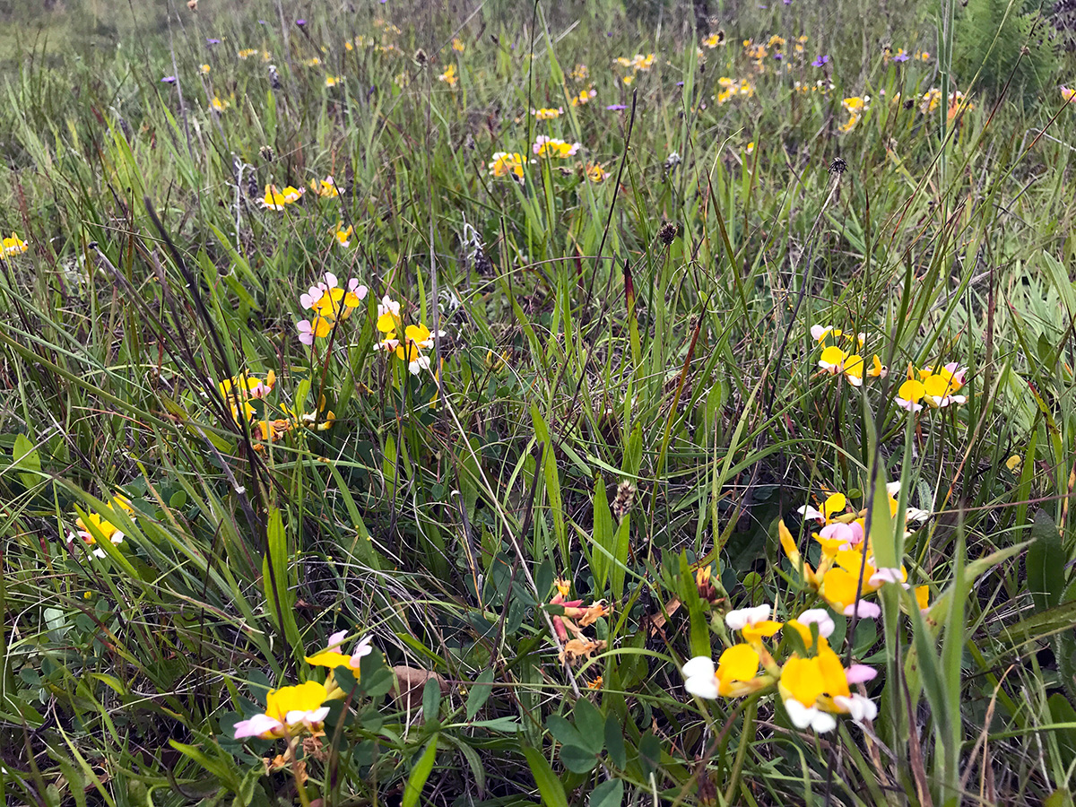 Witch's Teeth (Hosackia gracilis)