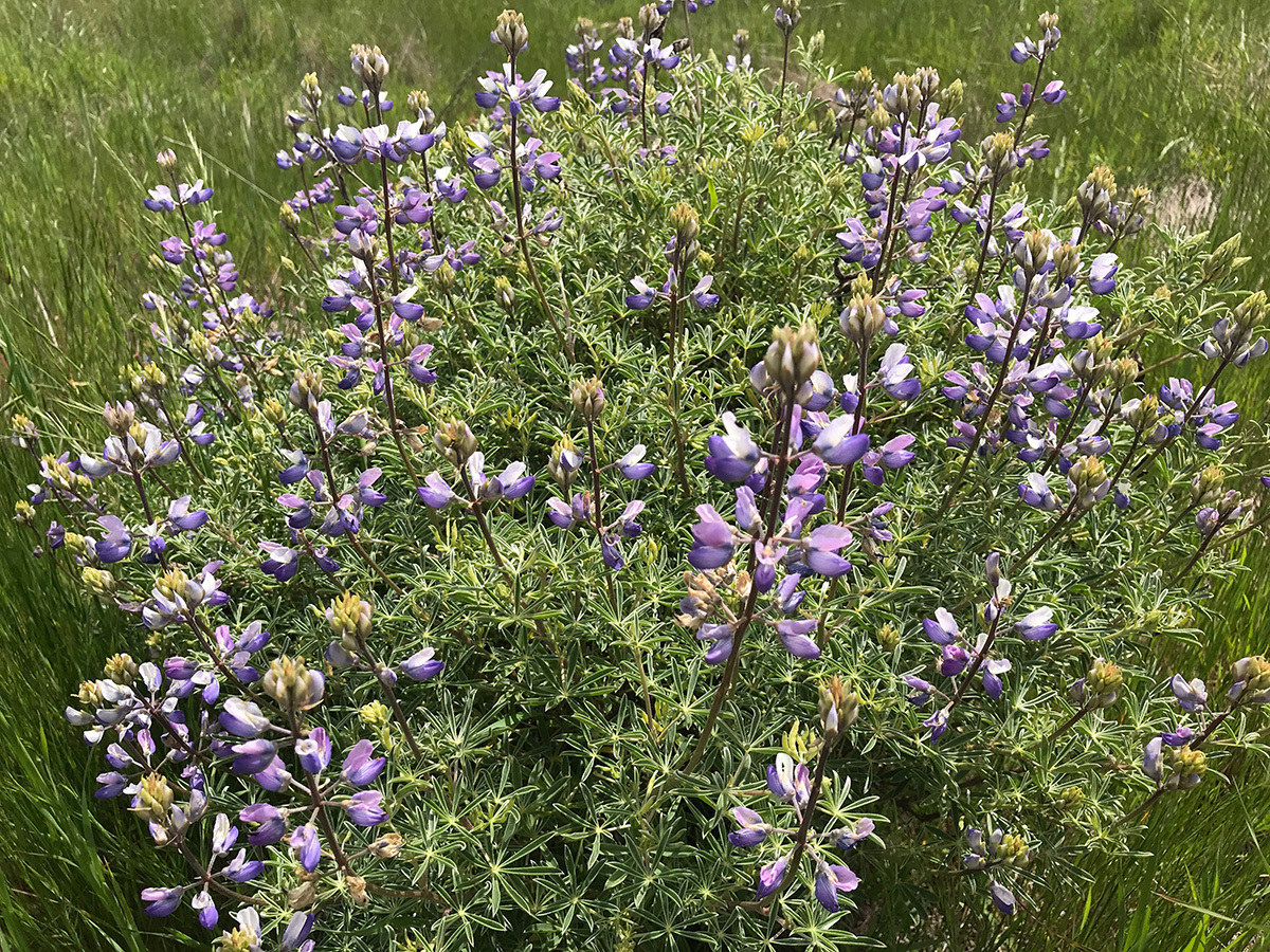 Silver Lupine (Lupinus albifrons)