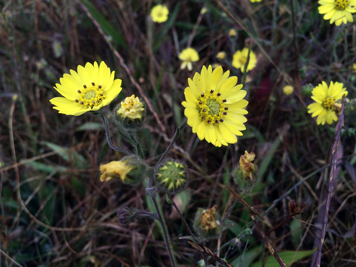 Tidy Tips (Layia platyglossa)