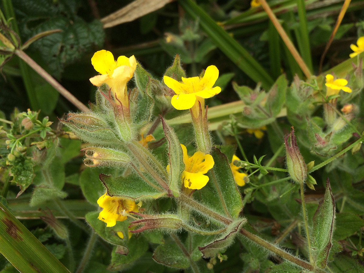 Muskflower (Mimulus moschatus)