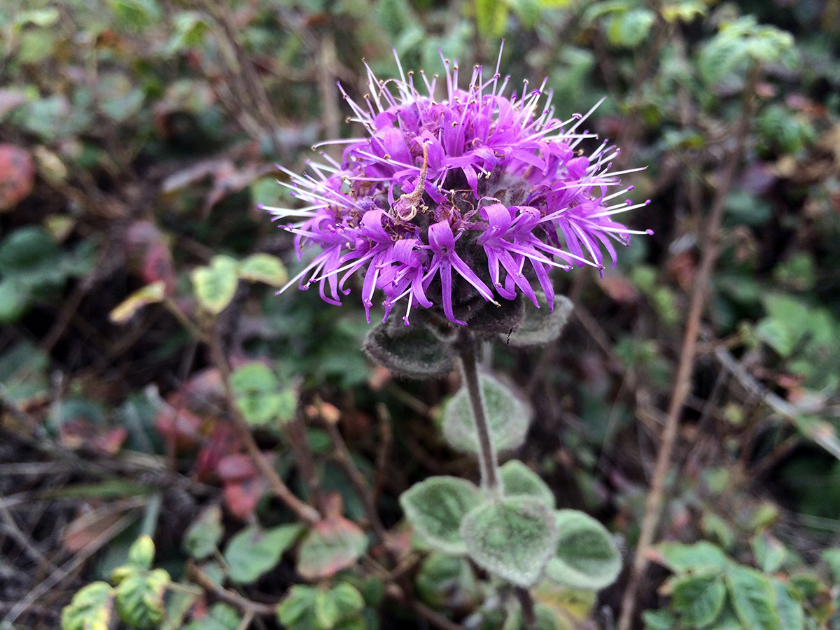 Coyote Mint (Monardella villosa)