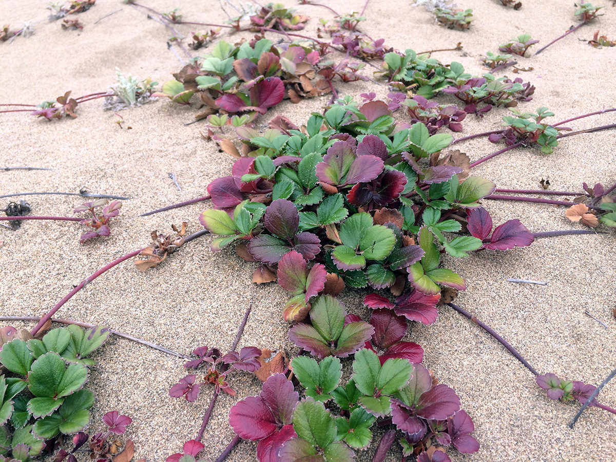 Beach Strawberry (Fragaria chiloensis)