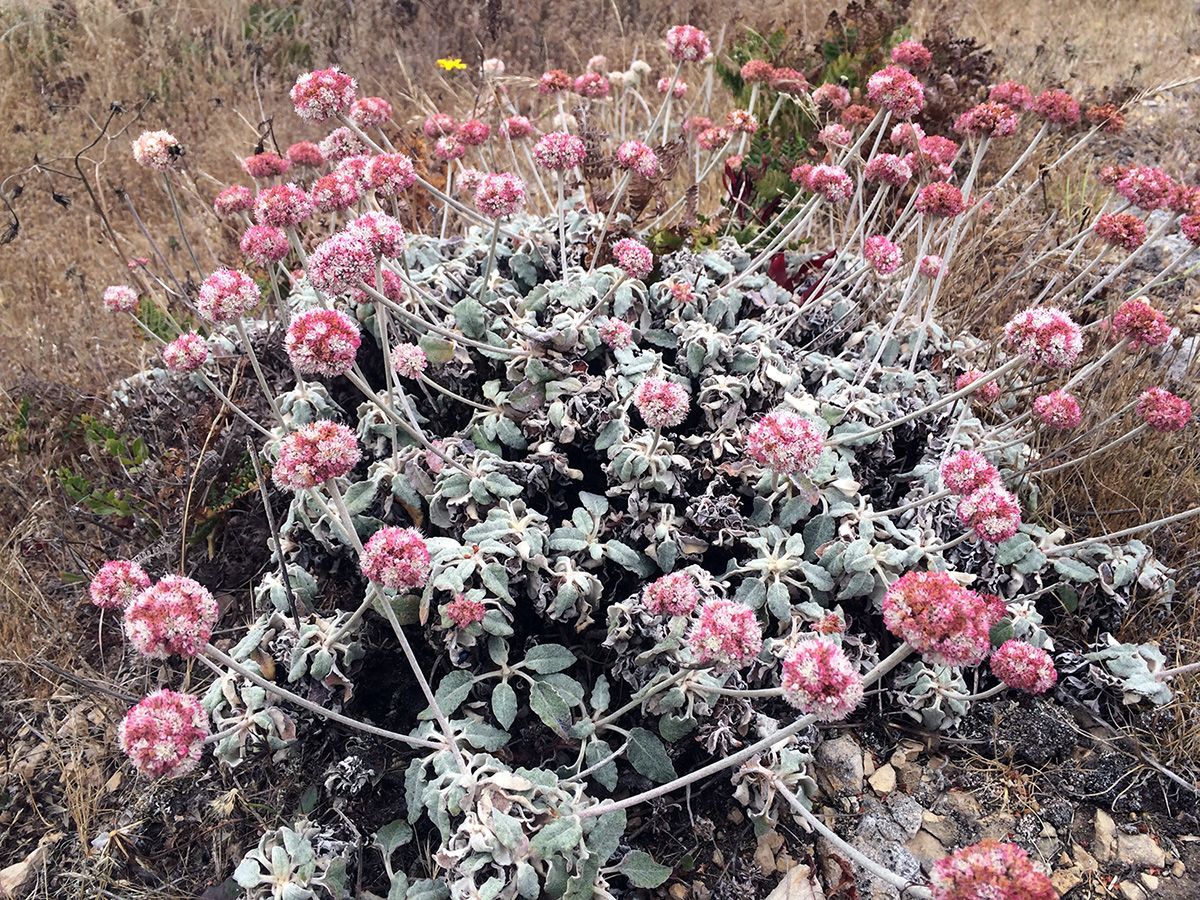 Seaside Buckwheat (Eriogonum latifolium)