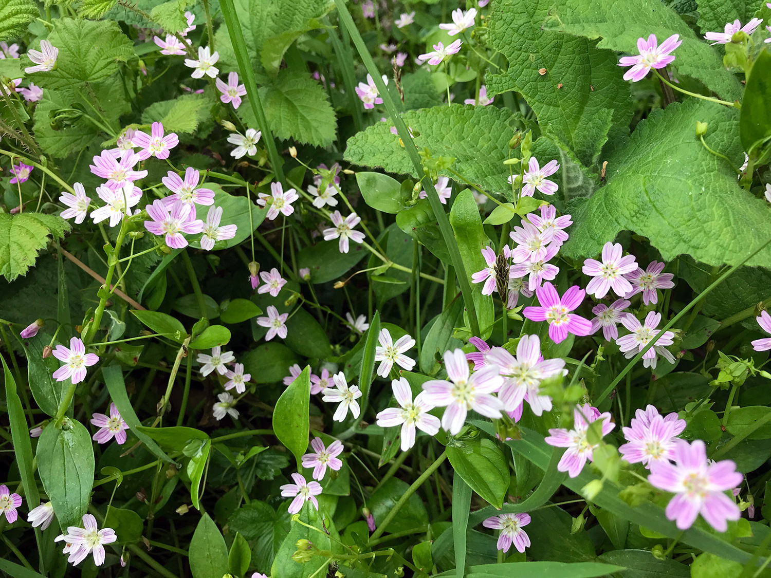 Candy Flower (Claytonia sibirica)