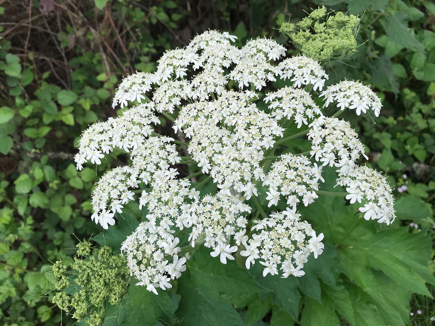 Common Cowparsnip (Heracleum maximum)