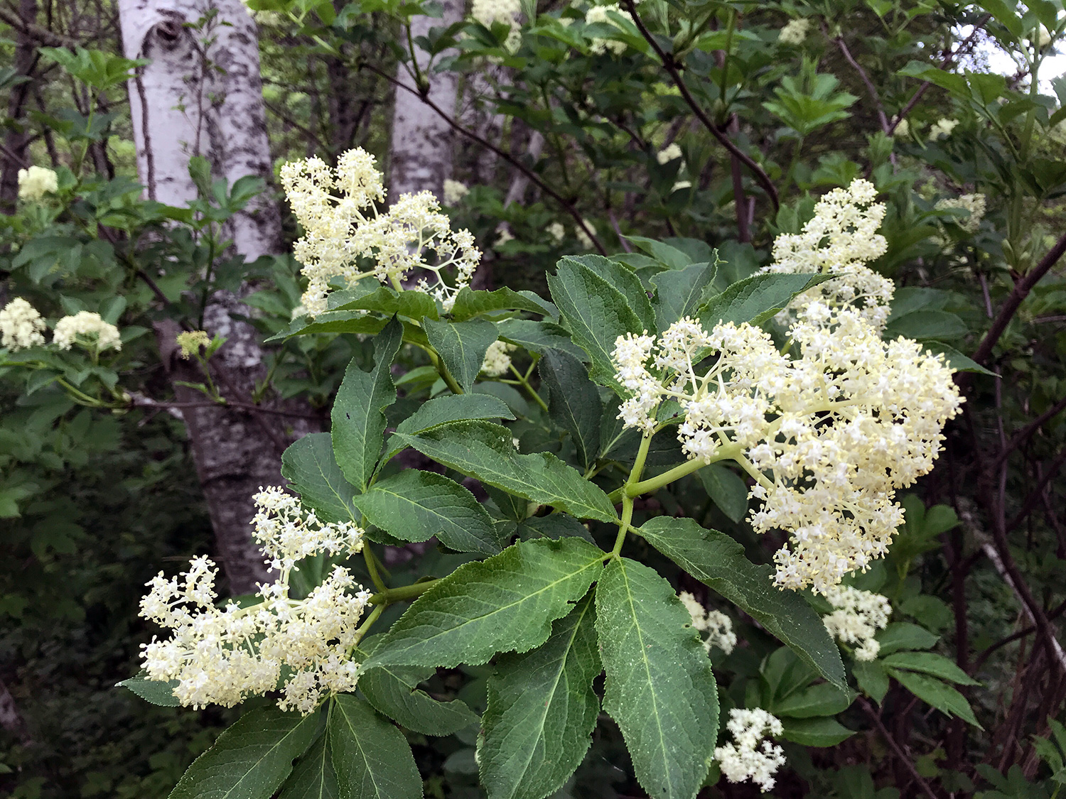 Red-berried Elder (Sambucus racemose)