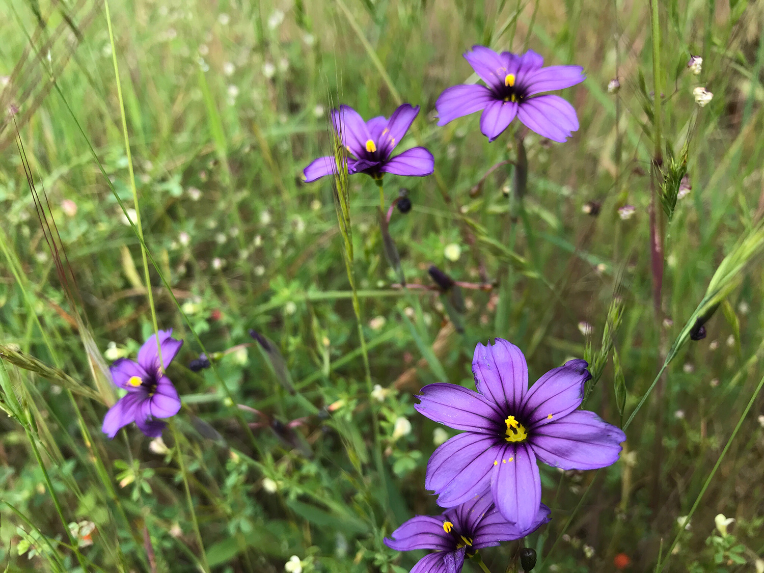 Western Blue-eyed Grass (Sisyrinchium bellum)