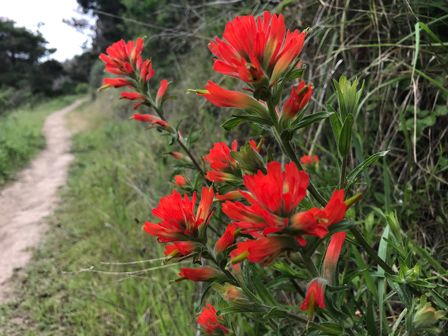 Paintbrushes (Genus Castilleja)