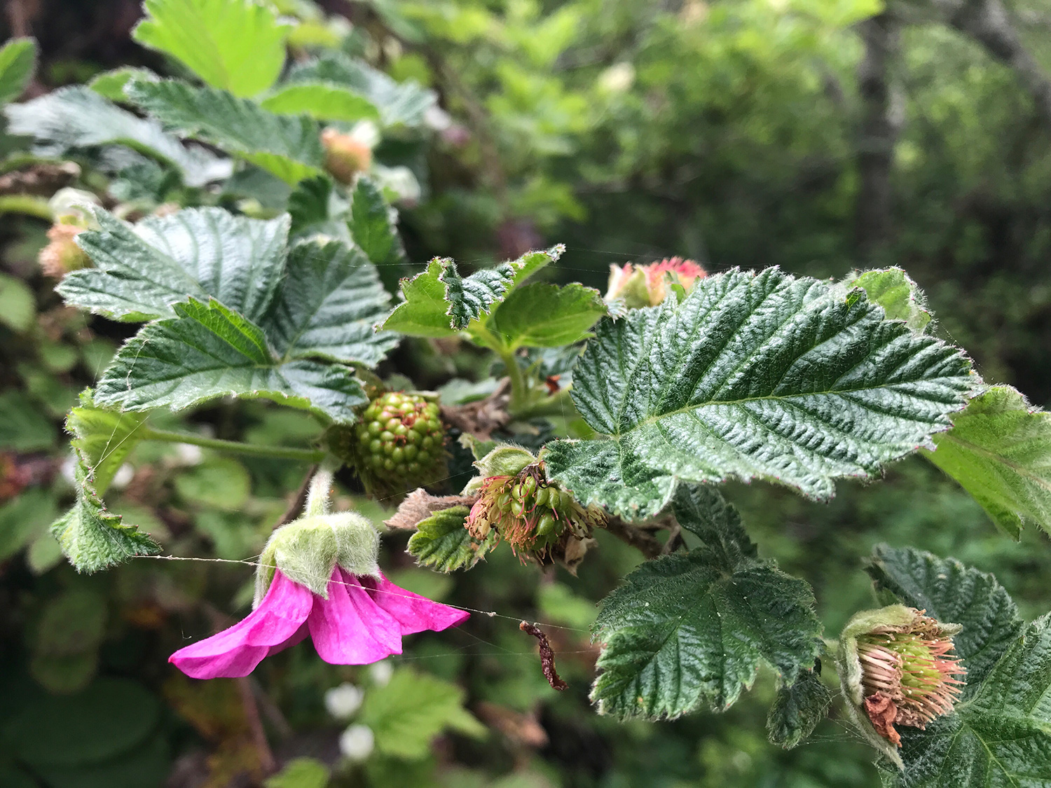 Salmonberry (Rubus spectabilis)