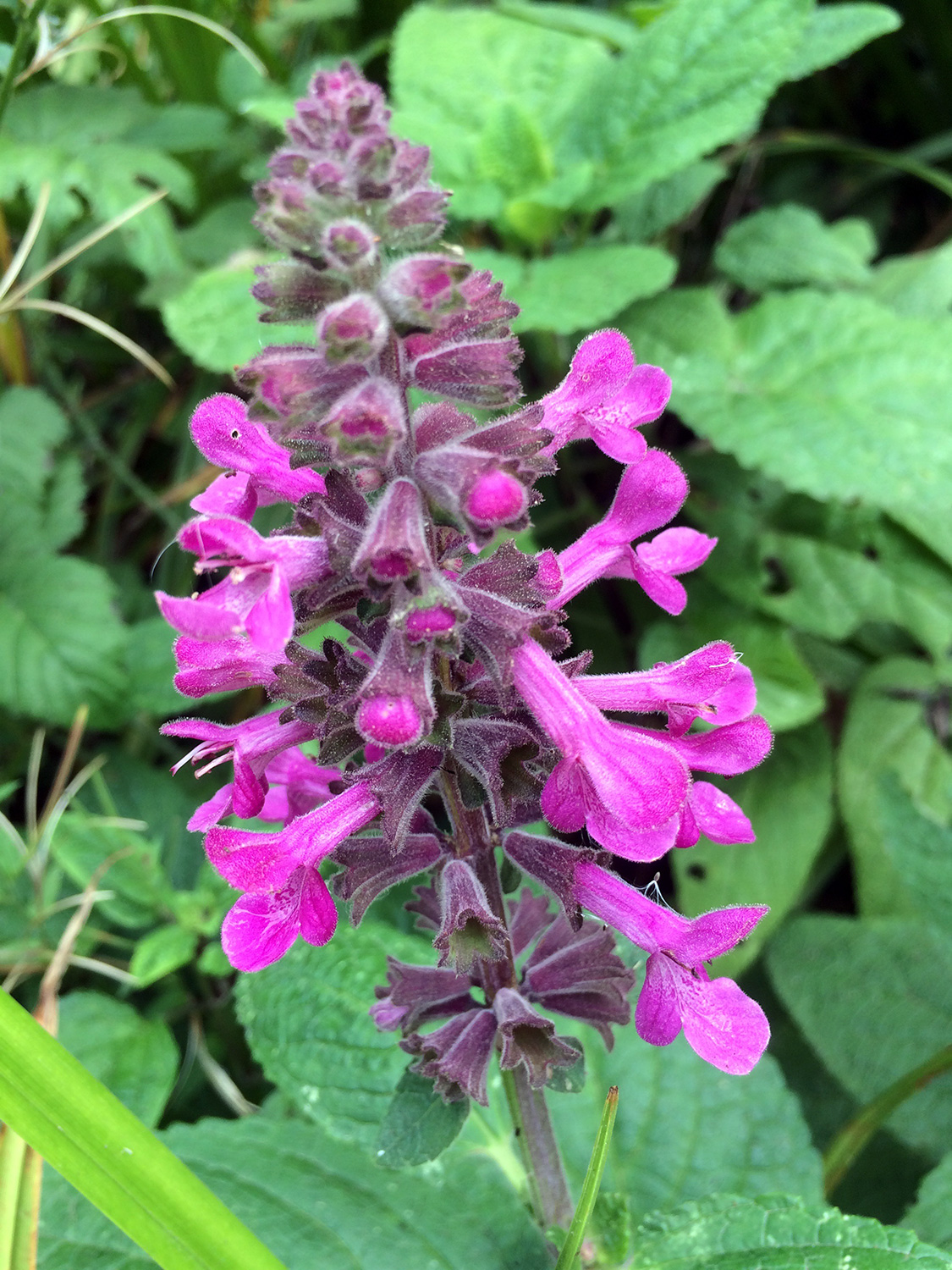 Coastal Hedge-Nettle (Stachys chamissonis)