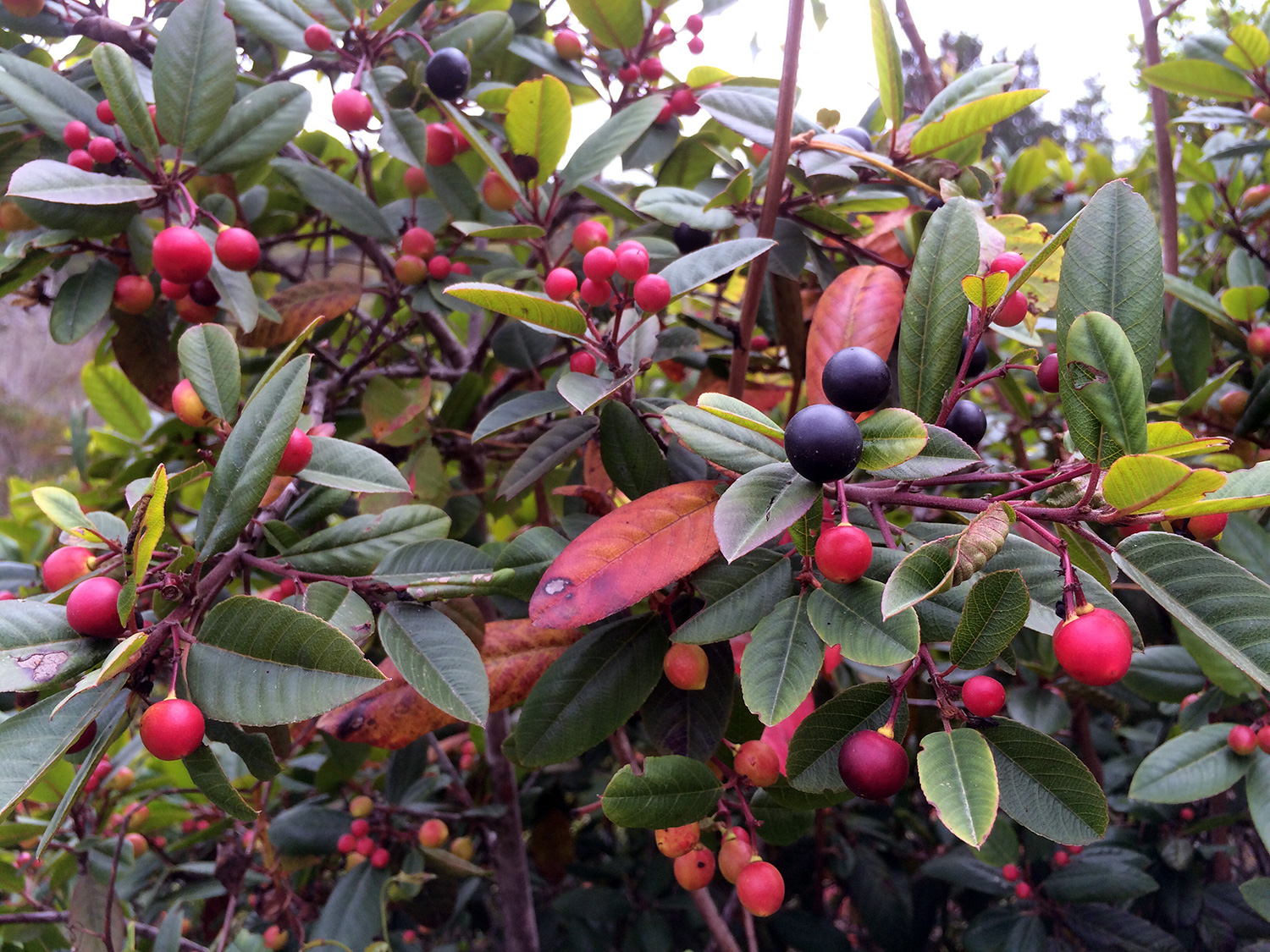 Coffeeberry (Frangula californica)