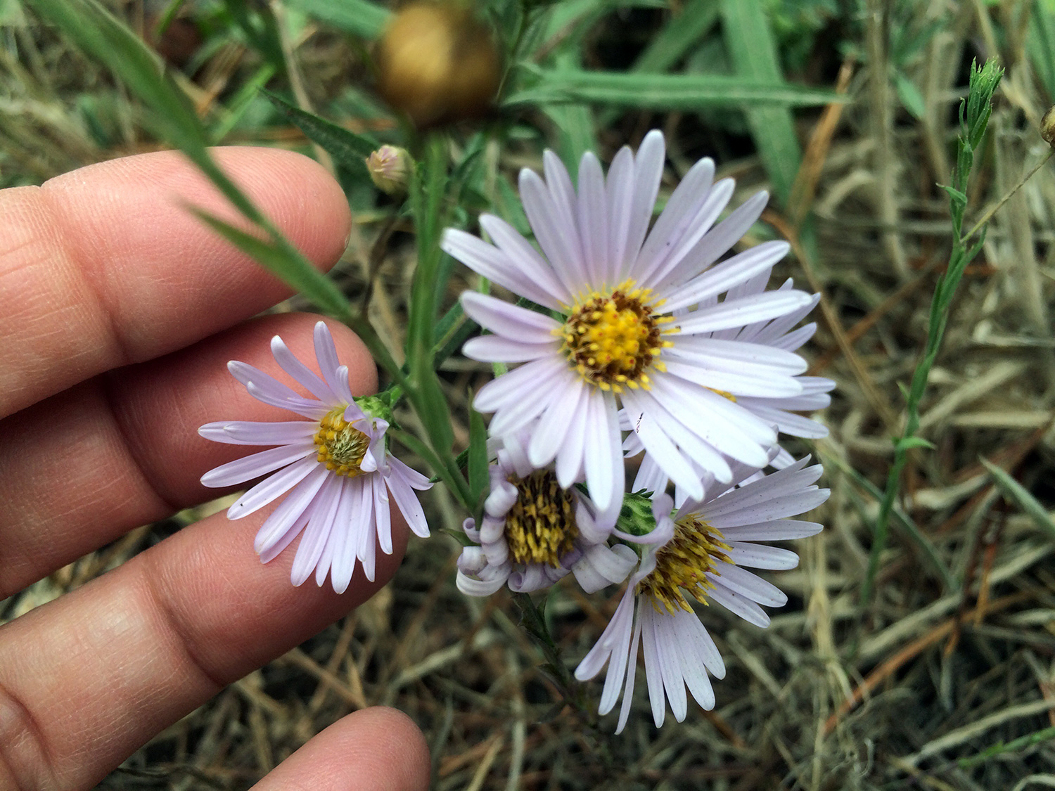 Pacific Aster (Symphyotrichum chilense)